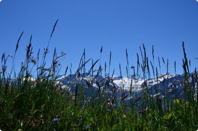 dsc_0215.jpg