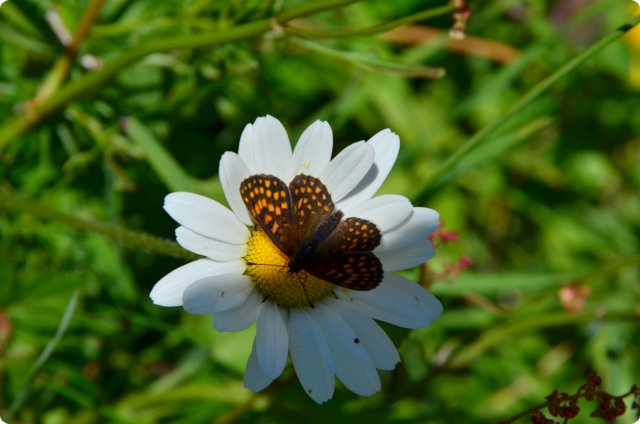 dsc_0359.jpg