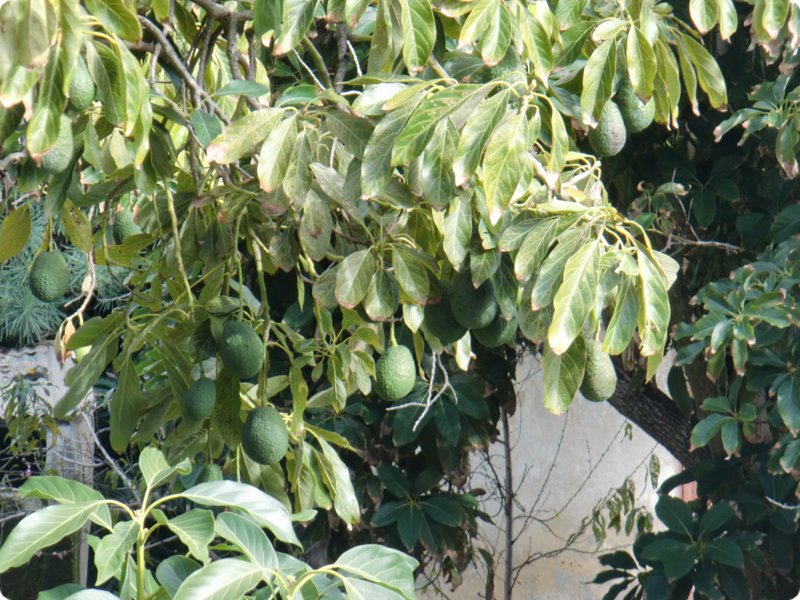 cimg0891.jpg