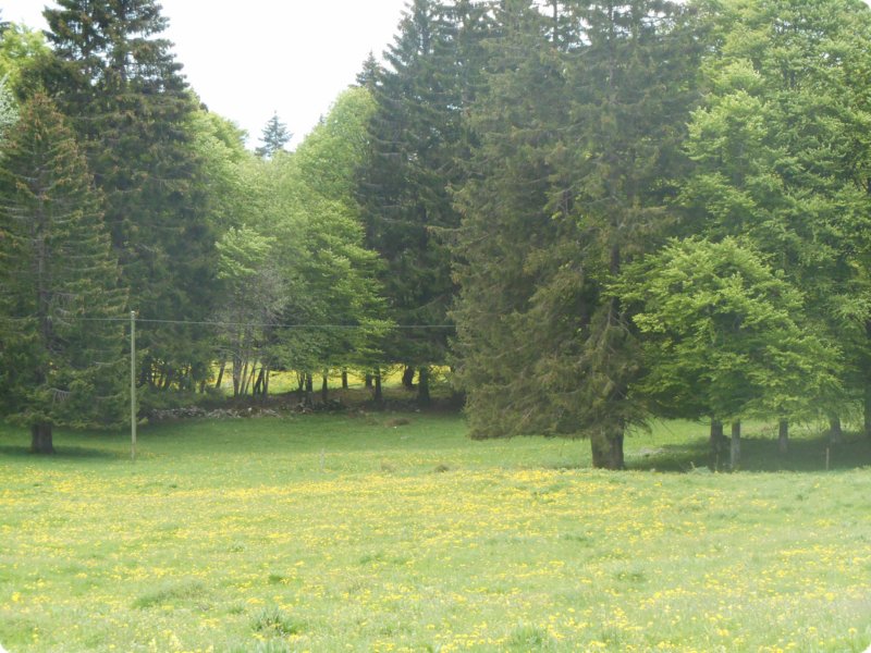 97.jpg
