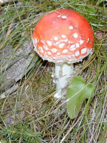 64.jpg