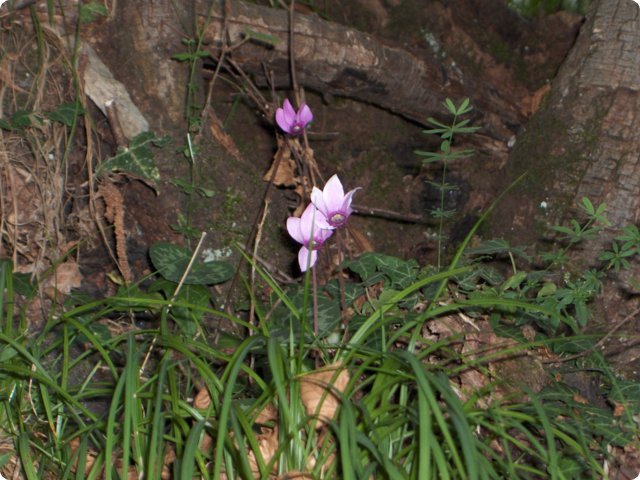 hpim0440.jpg