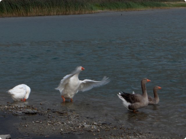 hpim0510.jpg